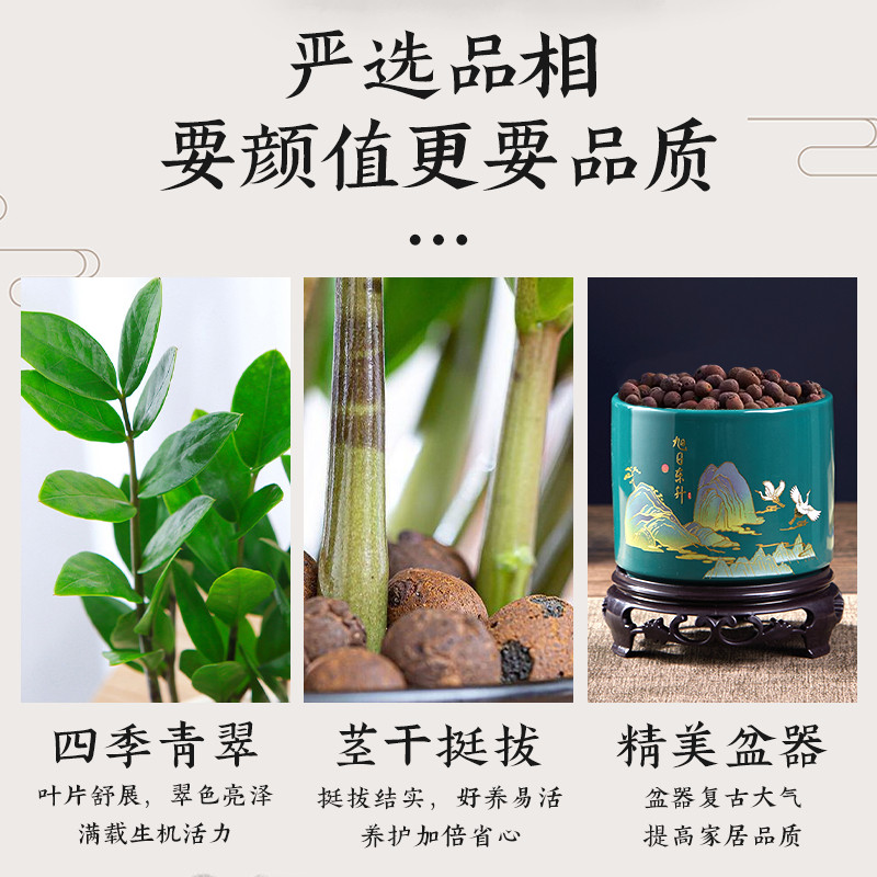 金钱树盆栽客厅大棵摆件圆叶招财旺宅绿植花卉室内水培植物发财树,淘宝优惠券,粉丝福利购,淘宝优惠卷