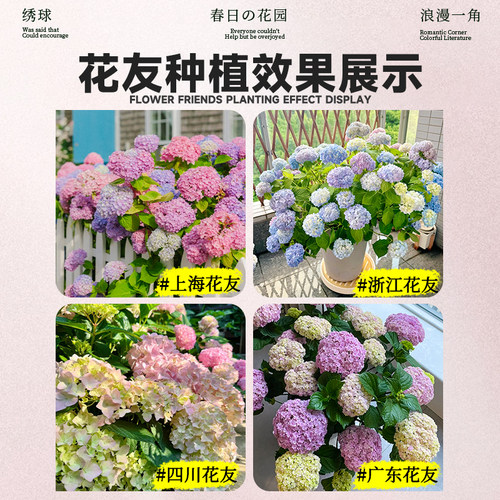 绣球花苗四季盆栽无尽夏小苗庭院开花办公室内花卉绿植物好养易活 - 图2