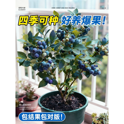 蓝莓树果苗盆栽树苗特大号带果阳台庭院室内绿植树节四季结果植物 - 图0