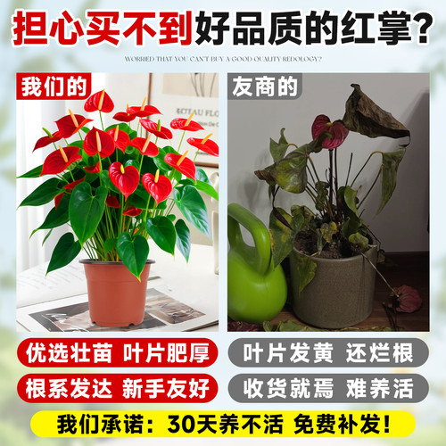 特大号红掌盆栽带花大叶大花客厅绿植室内好养植物办公室桌面花卉 - 图0