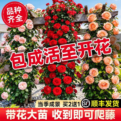 蔷薇花苗爬藤四季开花月季特大花苗庭院花卉绿植盆栽爬墙玫瑰树苗 - 图0