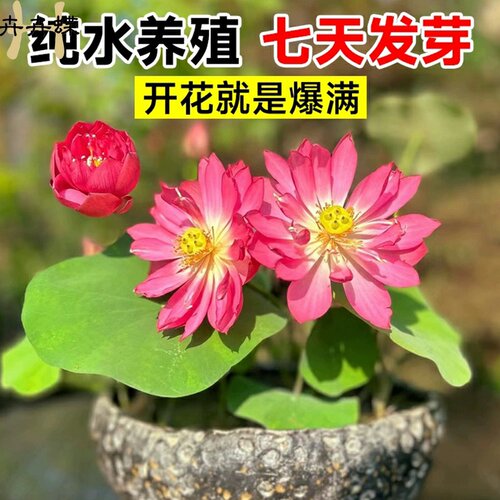 碗莲种子水培植物花卉绿植鱼缸水草植物水养莲子室内四季好养盆栽 - 图0
