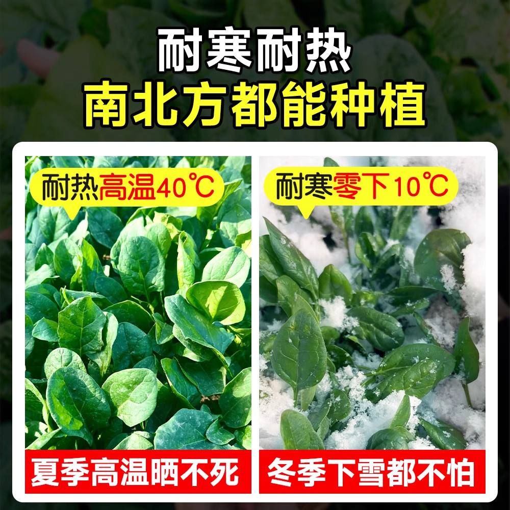 耐寒菠菜籽种子大全秋冬季耐冻蔬菜北方室外阳台种植越冬红根大叶