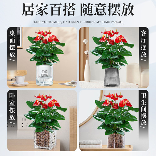 水培红掌大叶大花鸿运当头盆栽过年宵花卉绿植物室内好养一帆风顺 - 图3