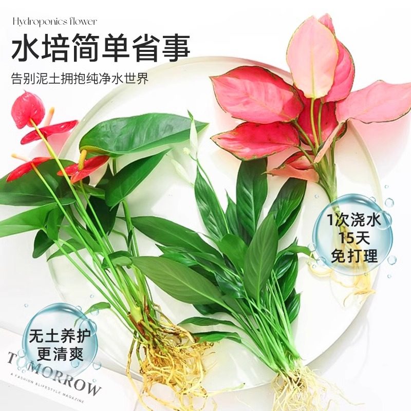 鱼缸水培植物室内好养四季绿植花卉绿萝富贵竹芋白掌和鱼共养水草,淘宝优惠券,粉丝福利购,淘宝优惠卷