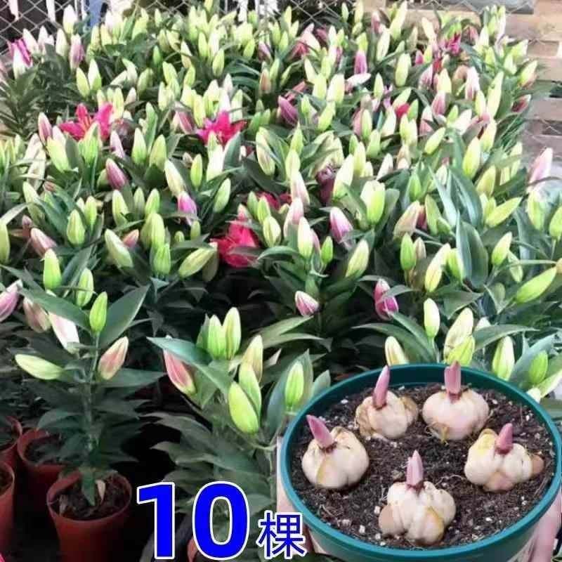 进口重瓣香水百合花种球四季好养开花水培鲜花盆栽绿植庭院花种籽,淘宝优惠券,粉丝福利购,淘宝优惠卷