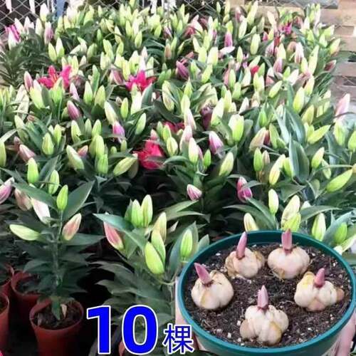 进口香水百合花种球重瓣好养四季种植鲜花盆栽绿植物庭院花种籽子 - 图1