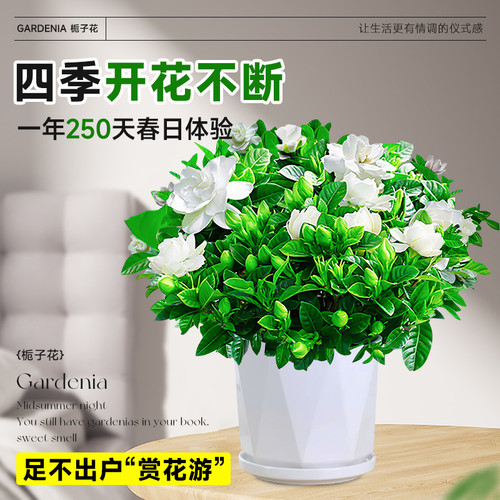 栀子花盆栽四季开花卉大全树苗室内绿植好养易活适合的懒人茉莉花 - 图2