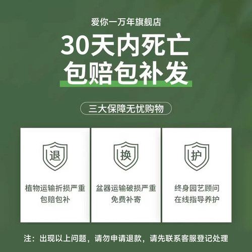 白掌一帆风顺盆栽水培植物办公室内花卉绿植绿萝箩红掌发财树鲜花 - 图3