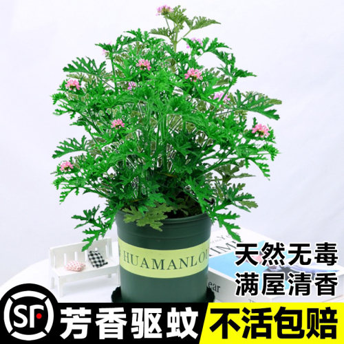 驱蚊草盆栽植物室外室内绿植祛蚊种籽子庭院香叶天竺葵开花防蚊虫-图3