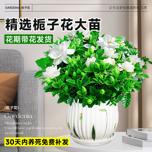 栀子花盆栽四季开花卉大全树苗室内绿植好养易活适合的懒人茉莉花 - 图0