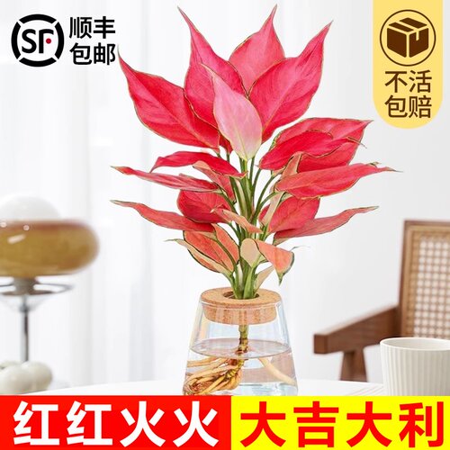 吉利红水培如意皇后室内盆栽植物发财树净空气小绿植四季好养花卉 - 图2