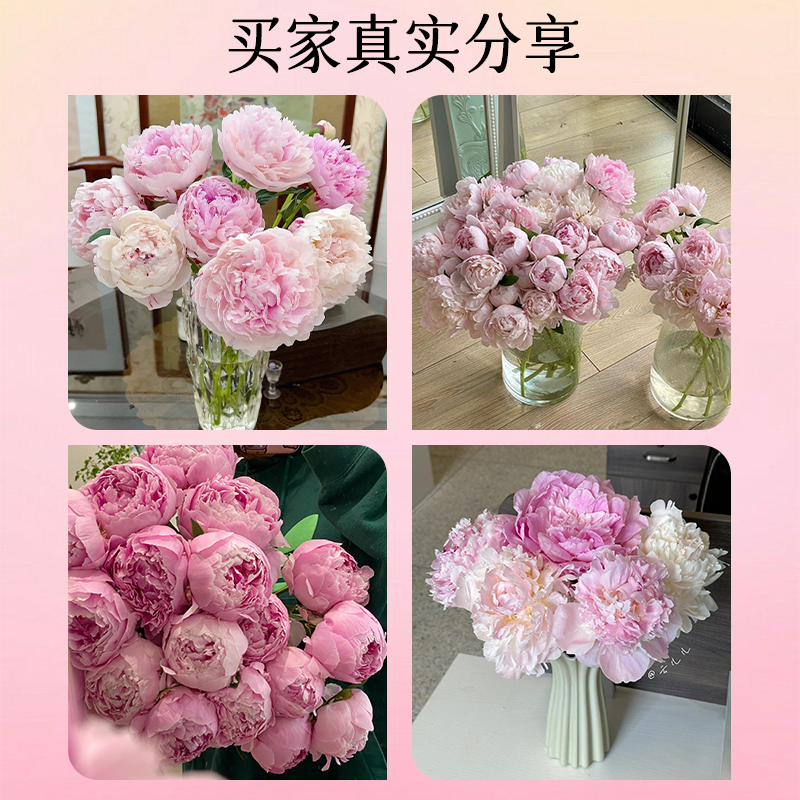 重瓣芍药鲜花云南直发鲜切花束山东牡丹水养落日珊瑚玫瑰百合基地 - 图3