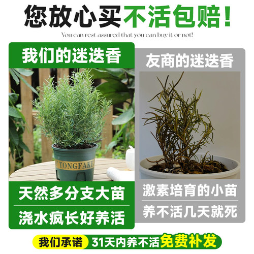 薄荷迷迭香盆栽可食用新鲜苗薄荷叶绿植室内客厅桌面盆栽四季好养 - 图0