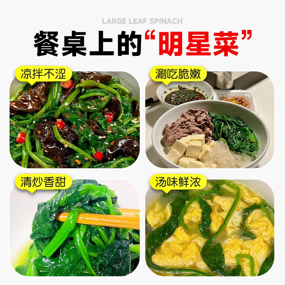 耐寒菠菜籽种子大全秋冬季耐冻蔬菜北方室外阳台种植越冬红根大叶