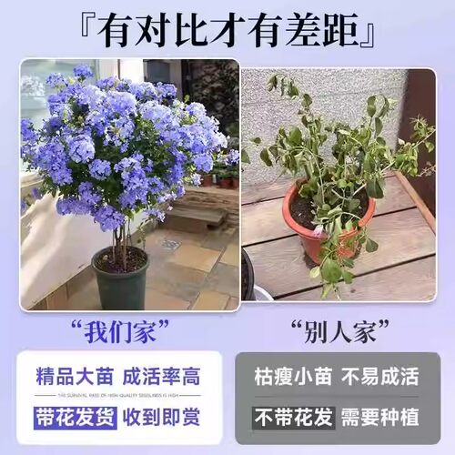 棒棒糖蓝雪花盆栽带花苞大苗阳台花卉绿植物四季开花好养独杆老桩 - 图0