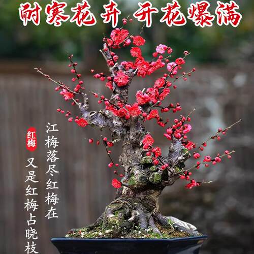 原生红梅花盆栽树苗老桩盆景阳台庭院绿植物浓香花卉耐寒四季腊梅 - 图1