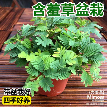 ແກ່ນ Mimosa Mimosa potted plant package balcony ພືດສີຂຽວ ແກ່ນດອກ mint ເມັດພືດປູກງ່າຍໃນທຸກລະດູການ