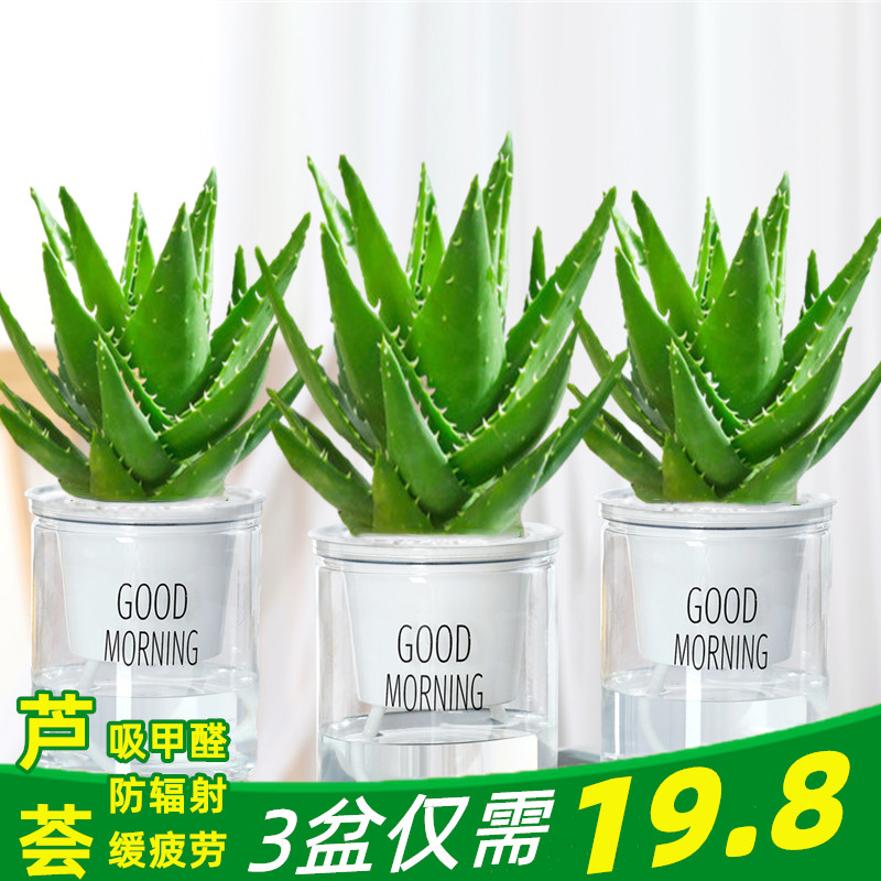 芦荟盆栽室内净化空气绿植物除甲醛 爱你一万年绿植