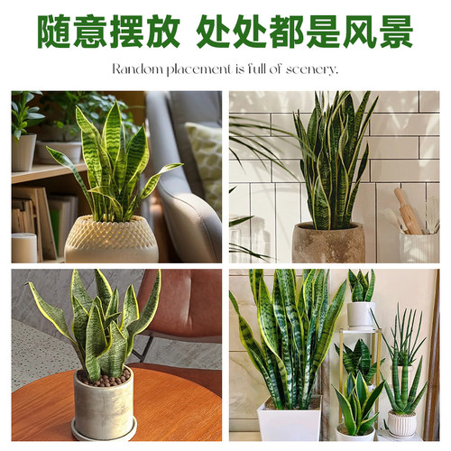 金边虎皮兰盆栽多肉易活水培植物绿植办公室内花卉大全客厅虎尾兰 - 图3