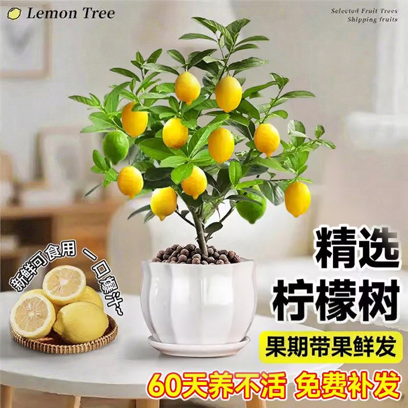 香水柠檬树盆栽带果室内阳台种植物可食用四季好养绿植柠檬树果苗,淘宝优惠券,粉丝福利购,淘宝优惠卷