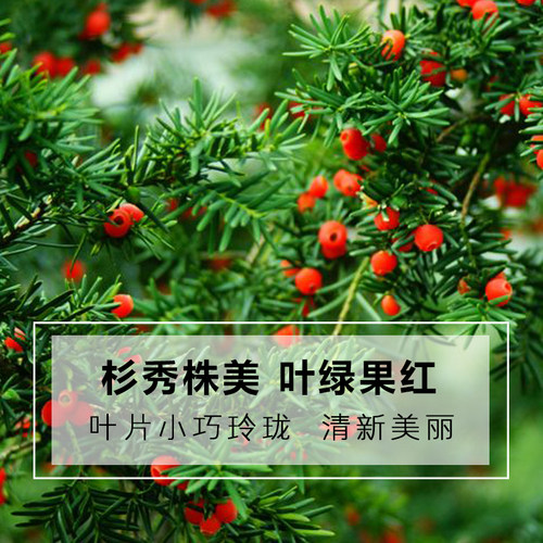 红豆杉盆栽正宗曼地亚红豆杉树苗老桩室内外阳台庭院净化空气盆景 - 图1