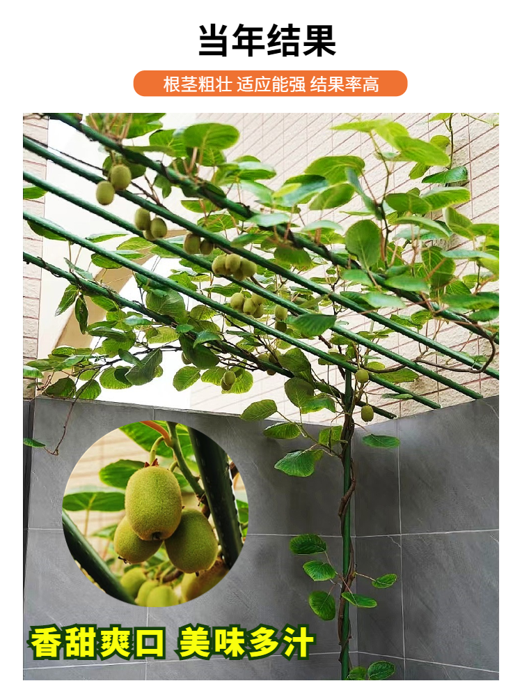  爱你一万年果树