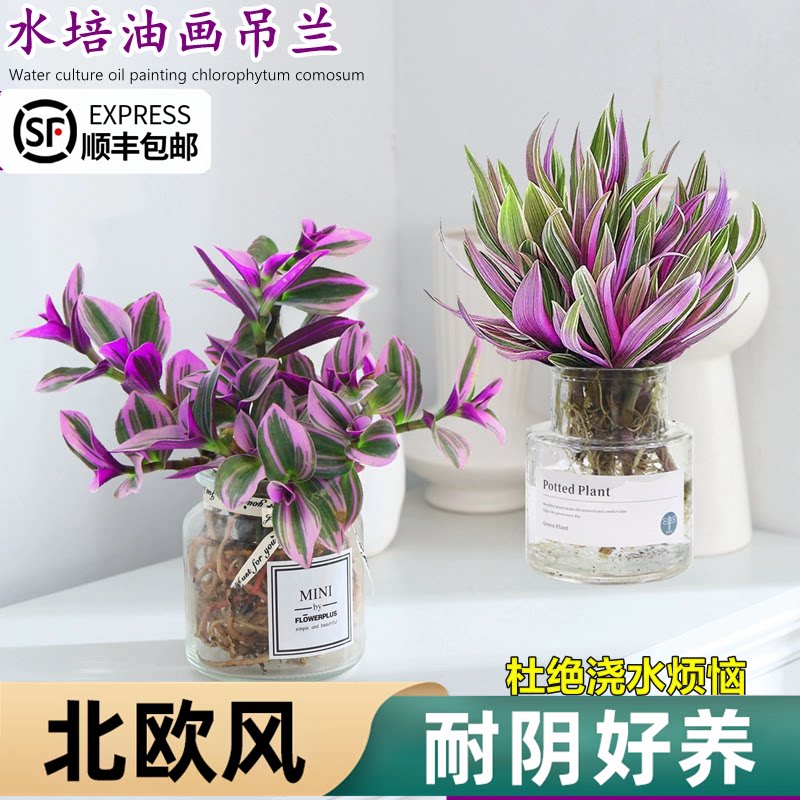  爱你一万年绿植