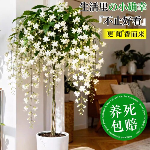 垂丝茉莉盆栽带花苞老桩绿植阳台四季开花进口垂吊植物风车茉莉花 - 图0