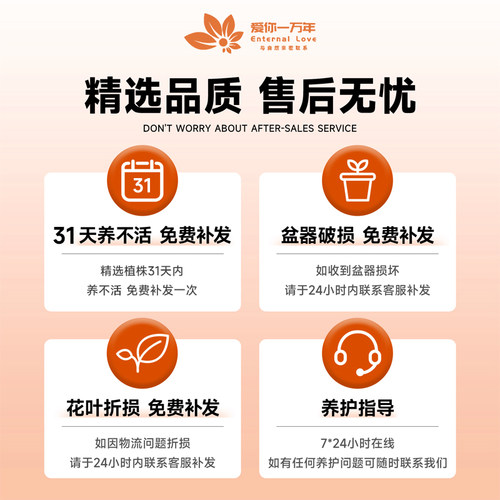 蝴蝶兰盆栽带花苞秋冬耐寒花卉绿植物办公室内客厅四季阳台开花苗 - 图3