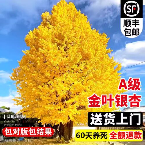 银杏树活苗带土大苗盆栽金叶银杏树桩庭院别墅南北方种植工程好养 - 图2