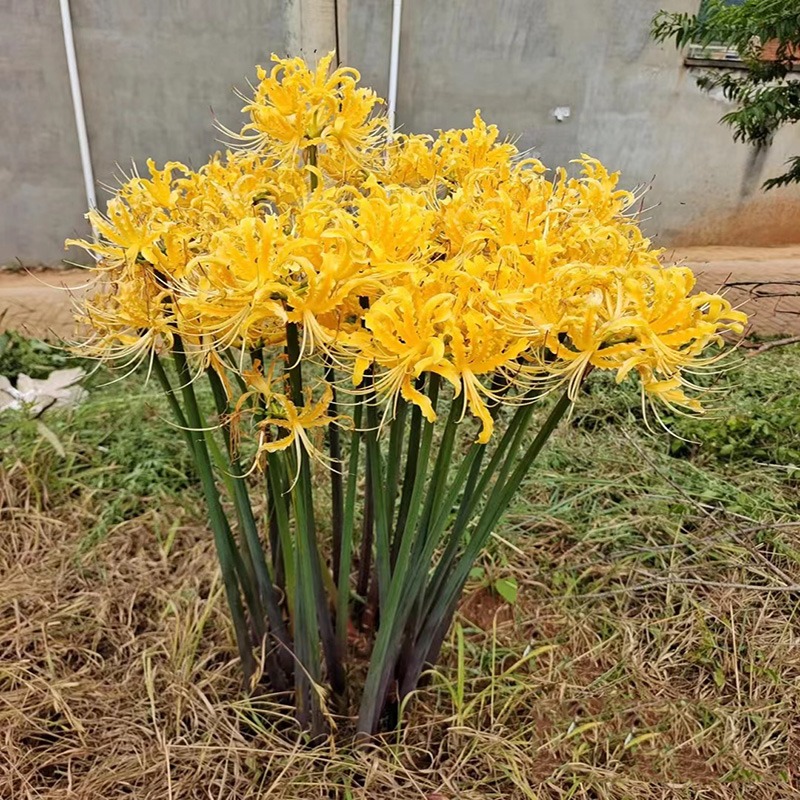 彼岸花种球曼珠沙华盆栽红花换锦石蒜大种球阳台花卉浓香晚香玉-图2