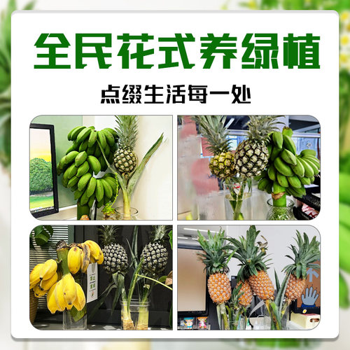 禁止蕉绿香蕉banana网红菠萝水培植物桌面绿植办公室水果凤梨芭蕉 - 图3