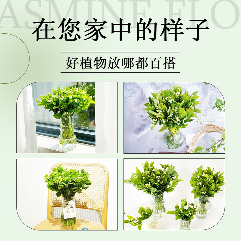 水培茉莉花鲜切花束云南基地直发家用插花卉盆栽室内绿植物四季开,淘宝优惠券,粉丝福利购,淘宝优惠卷