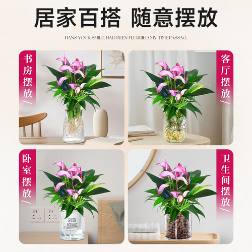紫掌水培植物盆栽带花香妃齐祖红掌一帆风顺白掌花卉室内好养绿植 - 图3