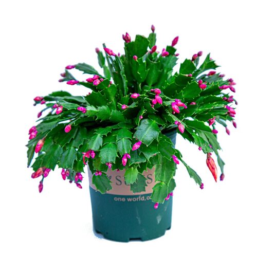 新品重瓣蟹爪兰莲苗盆栽带花苞多色花卉室内阳台小叶植物四季开花 - 图3