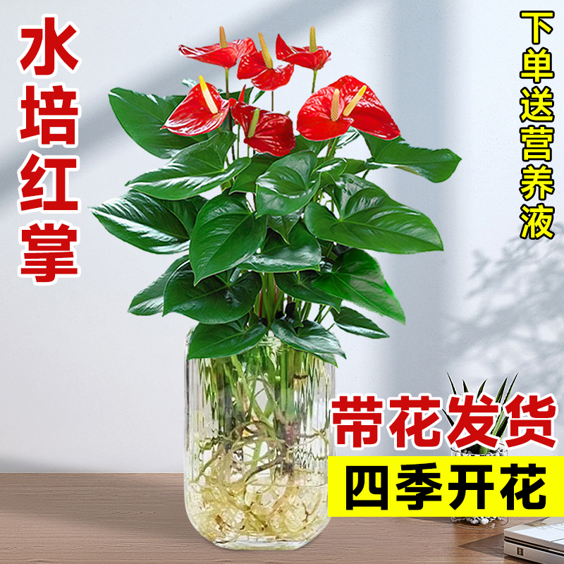 水培红掌白掌盆栽一帆风顺花卉植物室内好养绿植鸿运当头四季开花