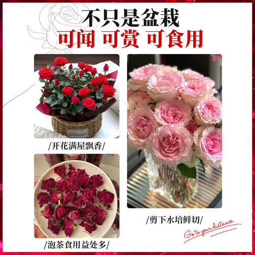 玫瑰花苗浓香特大花带花苞花卉绿植物室内外庭院阳台盆栽蔷薇月季 - 图2