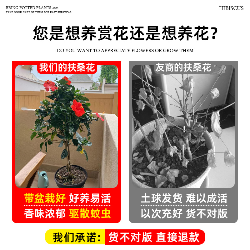 扶桑花盆栽重瓣带花苞红色朱槿牡丹植物室内阳台庭院四季花卉绿植 - 图0