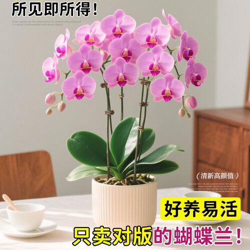 蝴蝶兰盆栽带花苞花苗带花剑兰花大苗客厅室内植物花卉四季好养活 - 图1