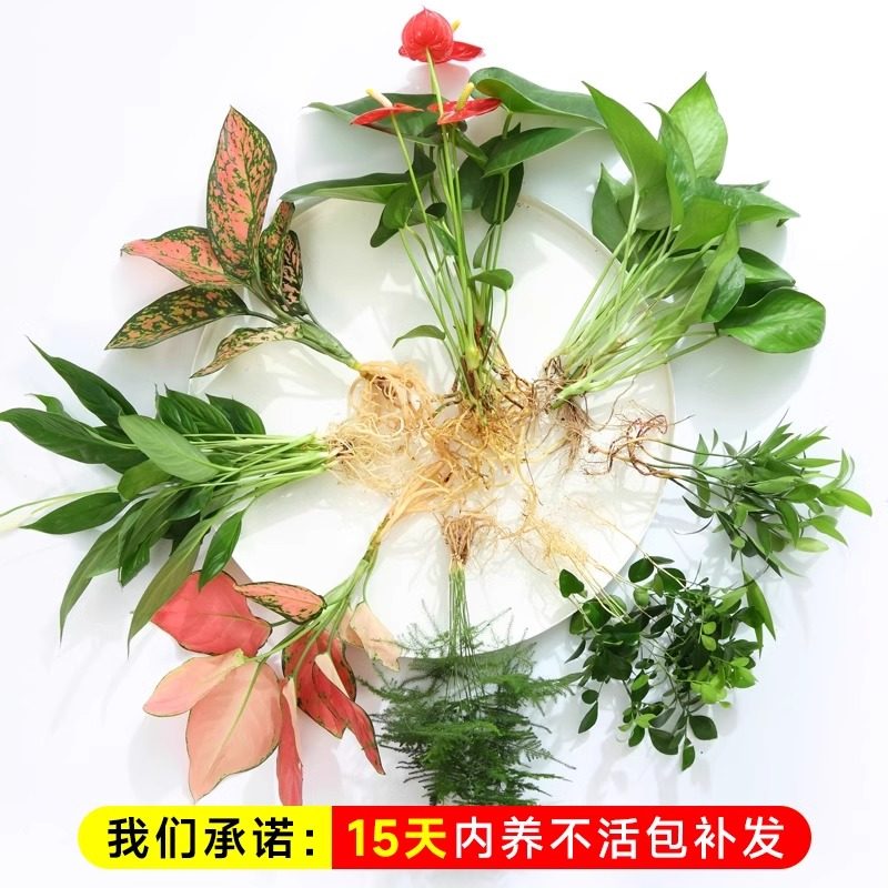 鱼缸水培植物室内好养四季绿植花卉绿萝富贵竹芋白掌和鱼共养水草,淘宝优惠券,粉丝福利购,淘宝优惠卷
