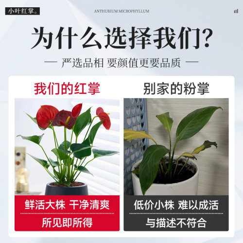 红掌盆栽带大叶大花水培植物室内四季好养白掌绿植花卉一帆风顺 - 图2