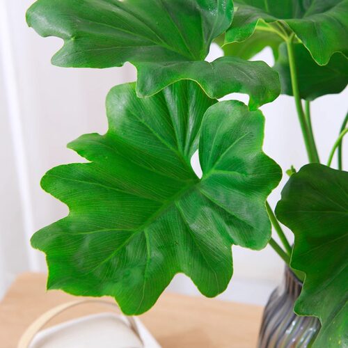 水培植物春羽盆栽蔓绿绒室内龟背竹春雨绿植常青绿萝好养办公桌面 - 图0