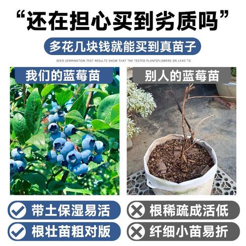 蓝莓树果苗盆栽蓝莓树苗果期带果草莓室内耐寒南北方四季结果 - 图0
