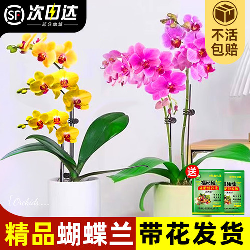 蝴蝶兰盆栽带花精品兰花大花冬季开花室内植物花卉四季好养活墨兰 - 图0