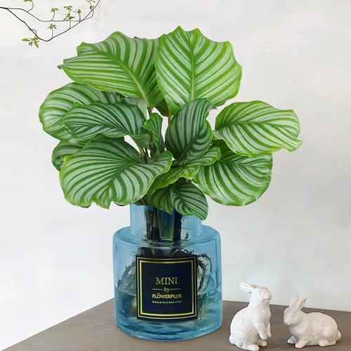 Гидропоновое зеленое яблоко, таро завода в помещении гостиной гостиной