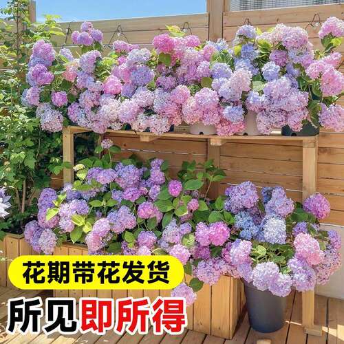 绣球花苗盆栽带花苞四季开花无尽夏老桩庭院室内阳台花卉绿植植物 - 图2