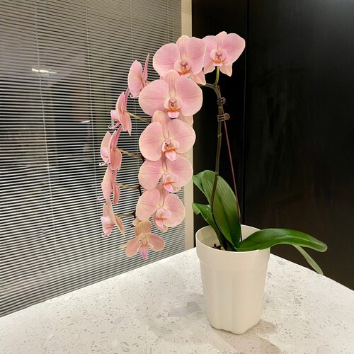 蝴蝶兰花苗带花剑带花苞盆栽兰花大苗客厅室内植物花卉四季好养活 - 图0