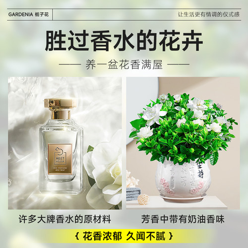 栀子花盆栽四季开花卉大全树苗室内绿植好养易活适合的懒人茉莉花 - 图3