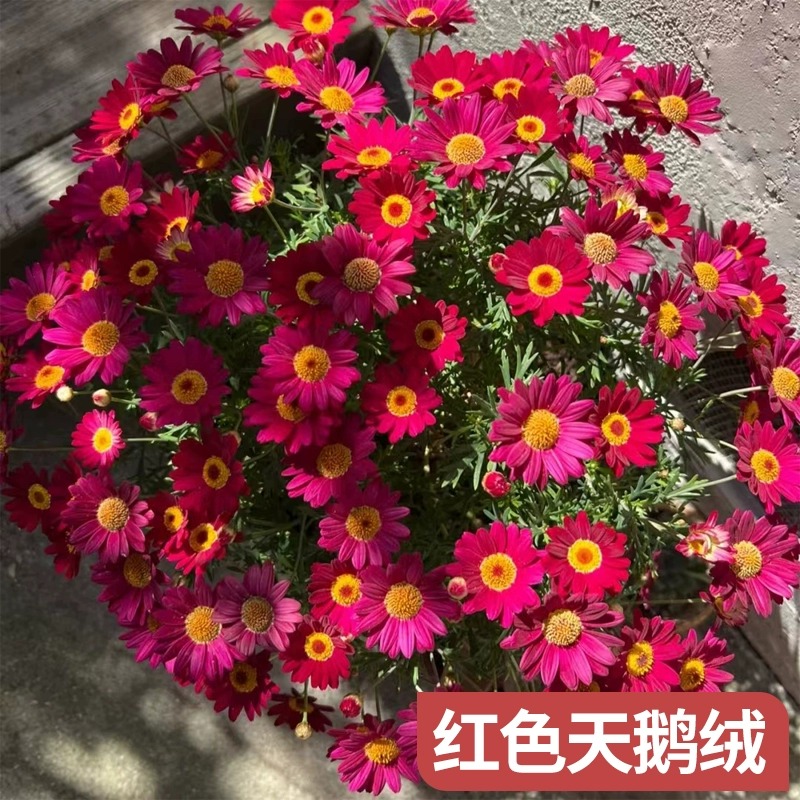 蓝色玛格丽特花苗带花苞菊花大花卉植物室内外阳台四季开花好养活-图2